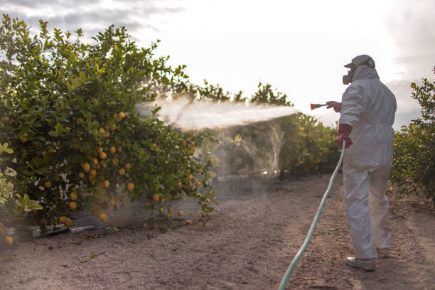 Best Rat Extermination Near Me  in Deridder, LA