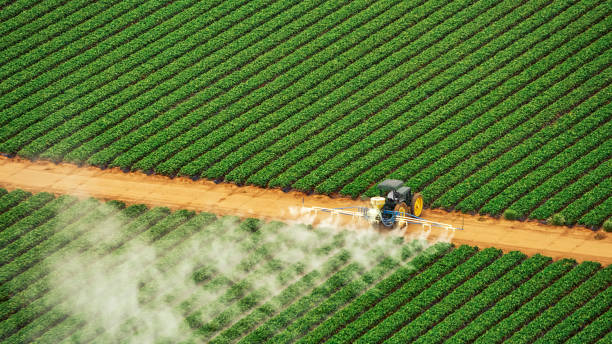 Best Wasp Removal Services  in Deridder, LA