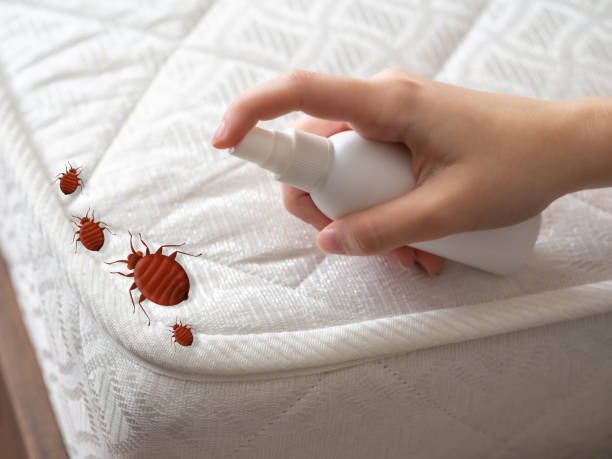 Best Bed Bug Extermination  in Deridder, LA