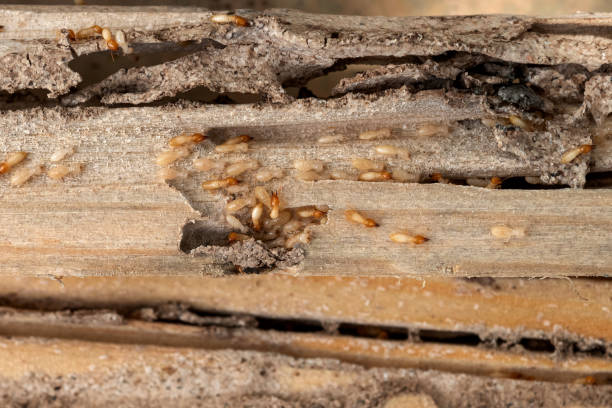 Best Best Pest Control Companies  in Deridder, LA