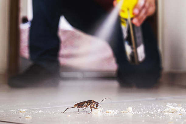 Wasp Removal Services in Deridder, LA