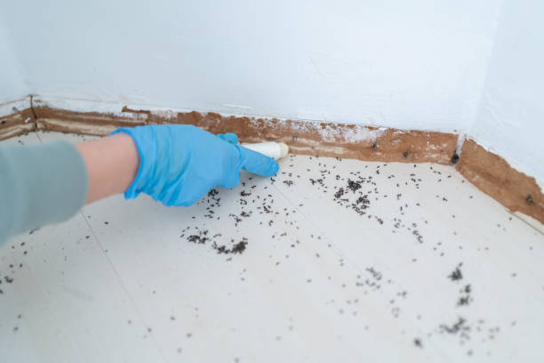 Best Termite Control Services  in Deridder, LA