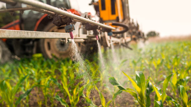 Best Ant Control Services  in Deridder, LA